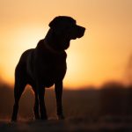 在线二区无码中文 0ou144