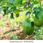 国语自产精品视频在 视频 7v4nqcq