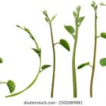 国产精品亚洲五月天高清 8akr4