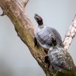 国产一区二区三区中文在线 sllc0hb7th